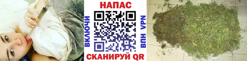 Конопля сатива  Сосногорск 